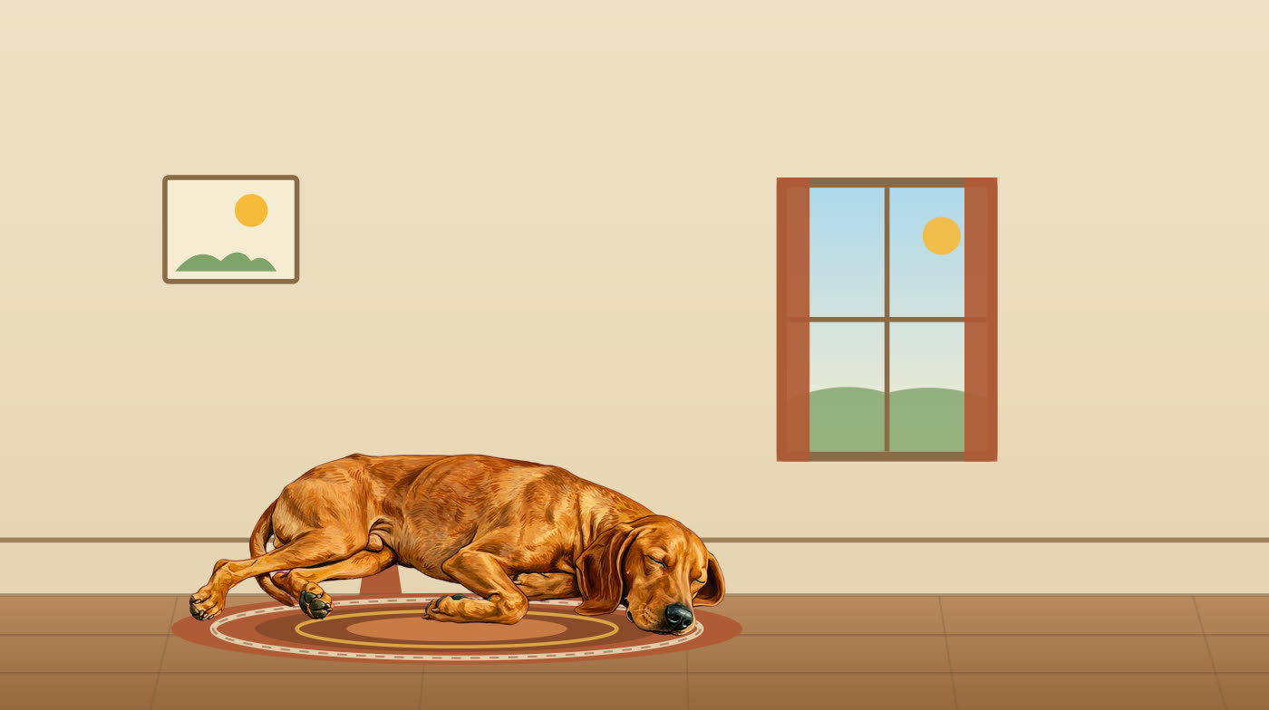 Rusty, the painted vizsla of the screen saver, asleep on a rug